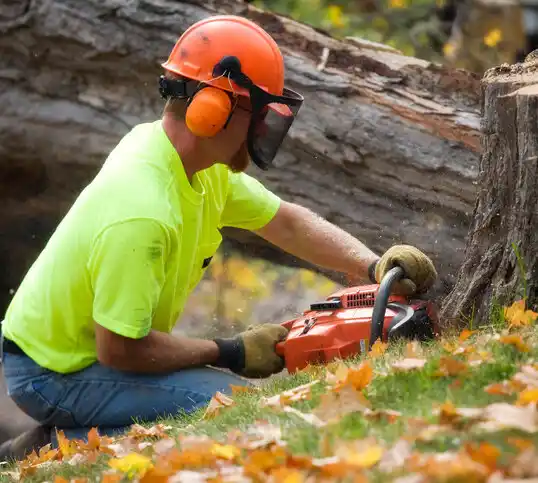 tree services Auburn